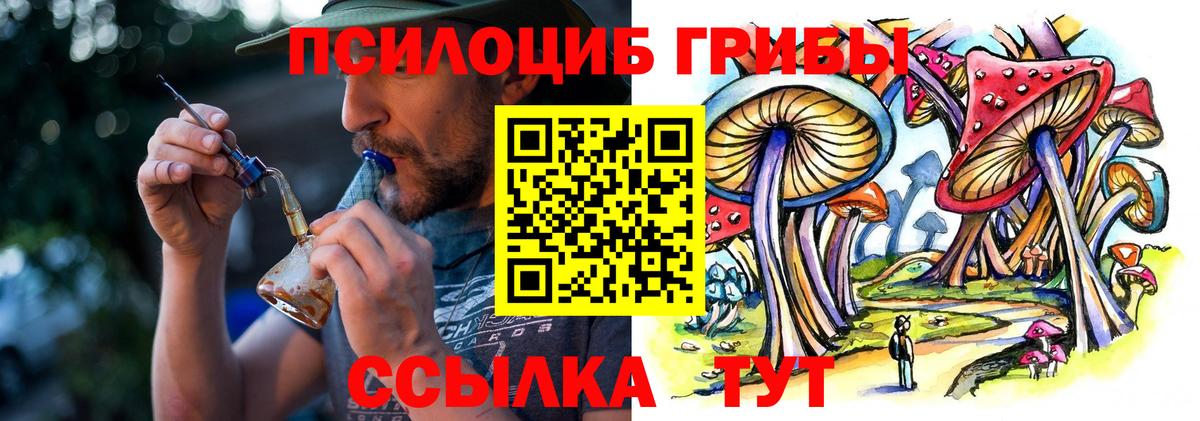 Галлюциногенные грибы Psilocybe Балтийск