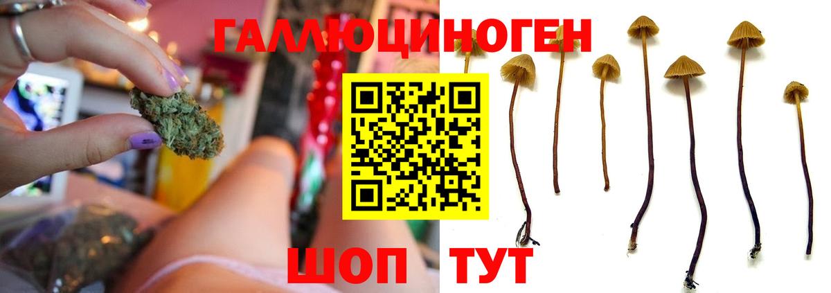 Галлюциногенные грибы Psilocybe  Галлюциногенные грибы GOLDEN TEACHER  Балтийск  Вход с VPN 
